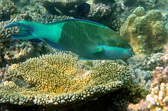 IMG_0762rf_Maldives_Madoogali_House reef_Poisson perroquet